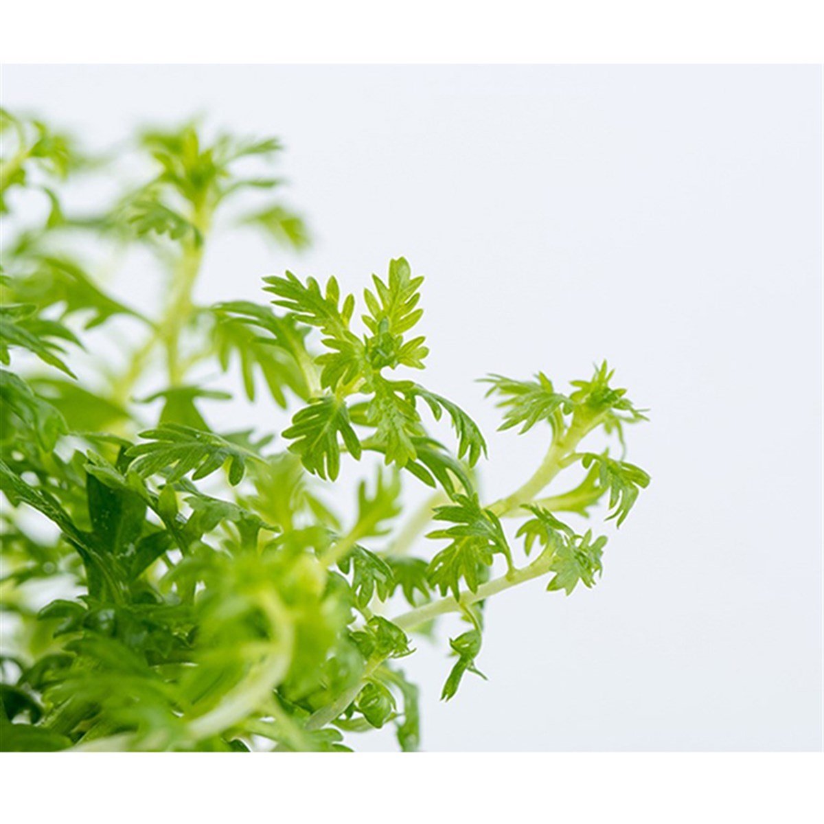 Hottonia palustris (İn Vitro)027TC