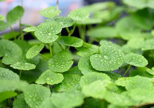 HYDROCOTYLE LEUCOCEPHALA SAKSIP093