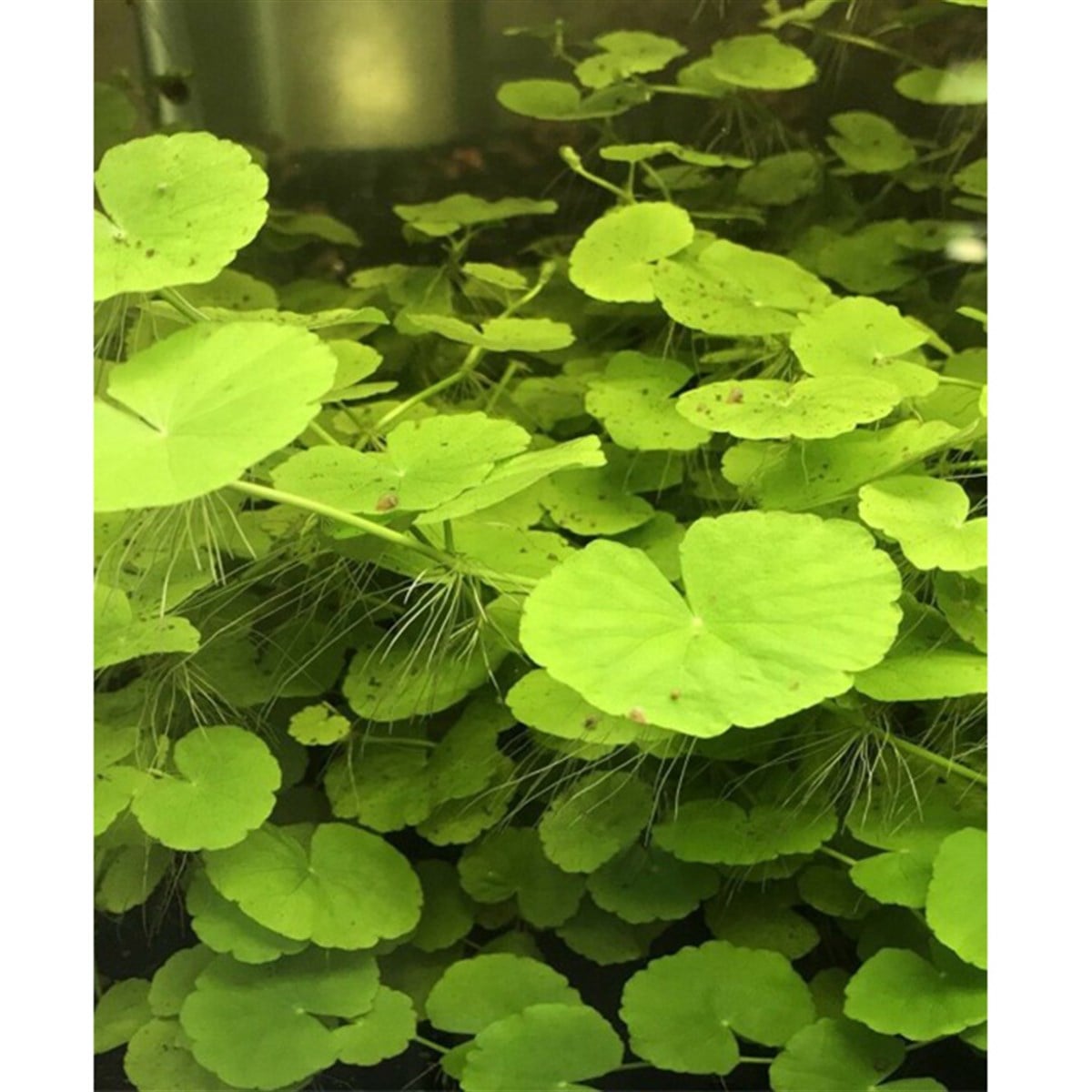 Hydrocotyle leucocephalaGLB304