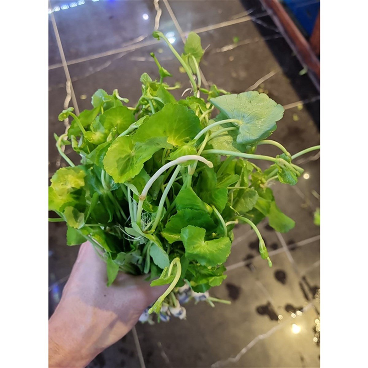 Hydrocotyle leucocephalaGLB304