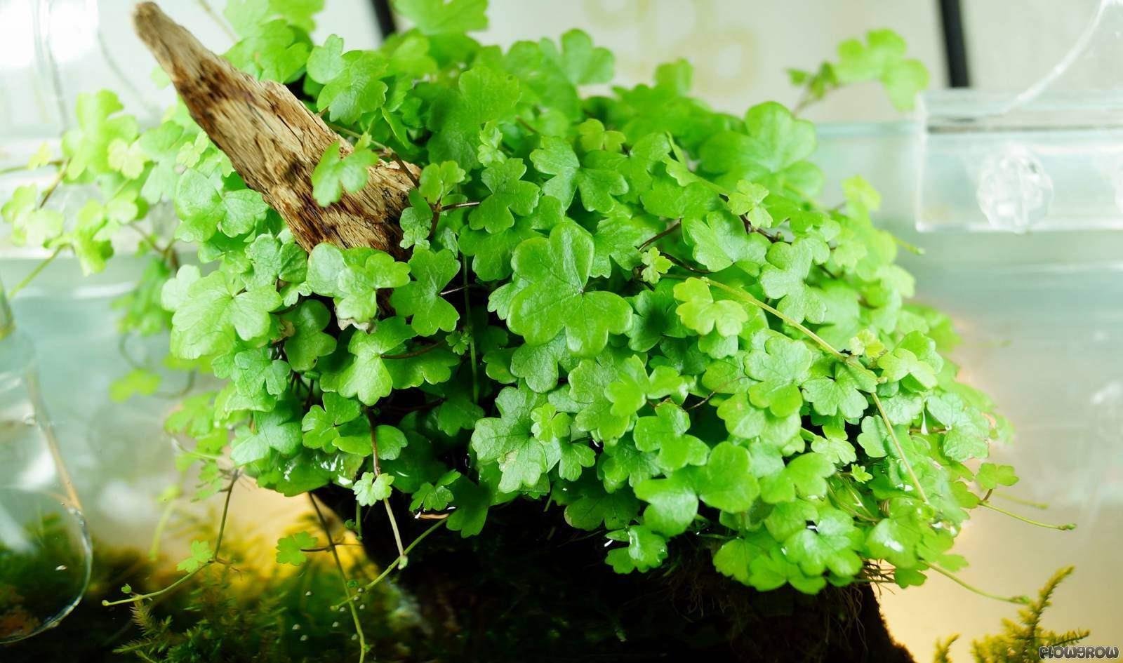 HYDROCOTYLE TRİPARTİTA SP JAPAN / BUKETH08
