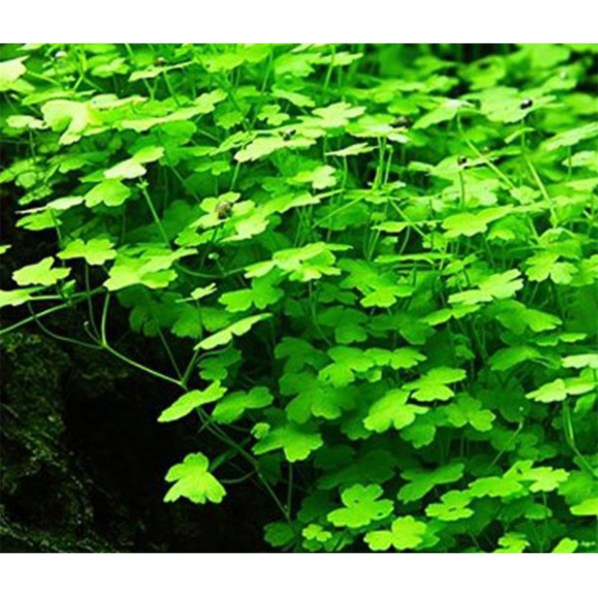 HYDROCOTYLE TRİPARTİTA / SP. JAPAN IN VITRO 200 CC DEV KAVANOZH08