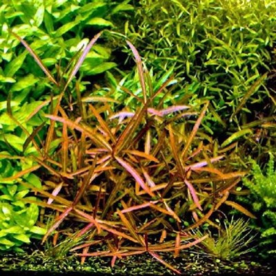 Hygrophila Araguaia