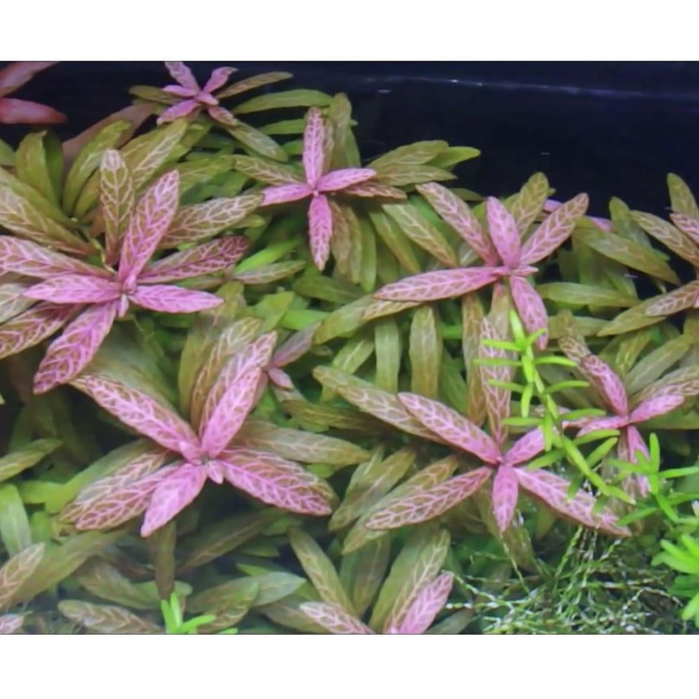 HYGROPHİLA POLYSPERMA  ROSANERVİSSP1134