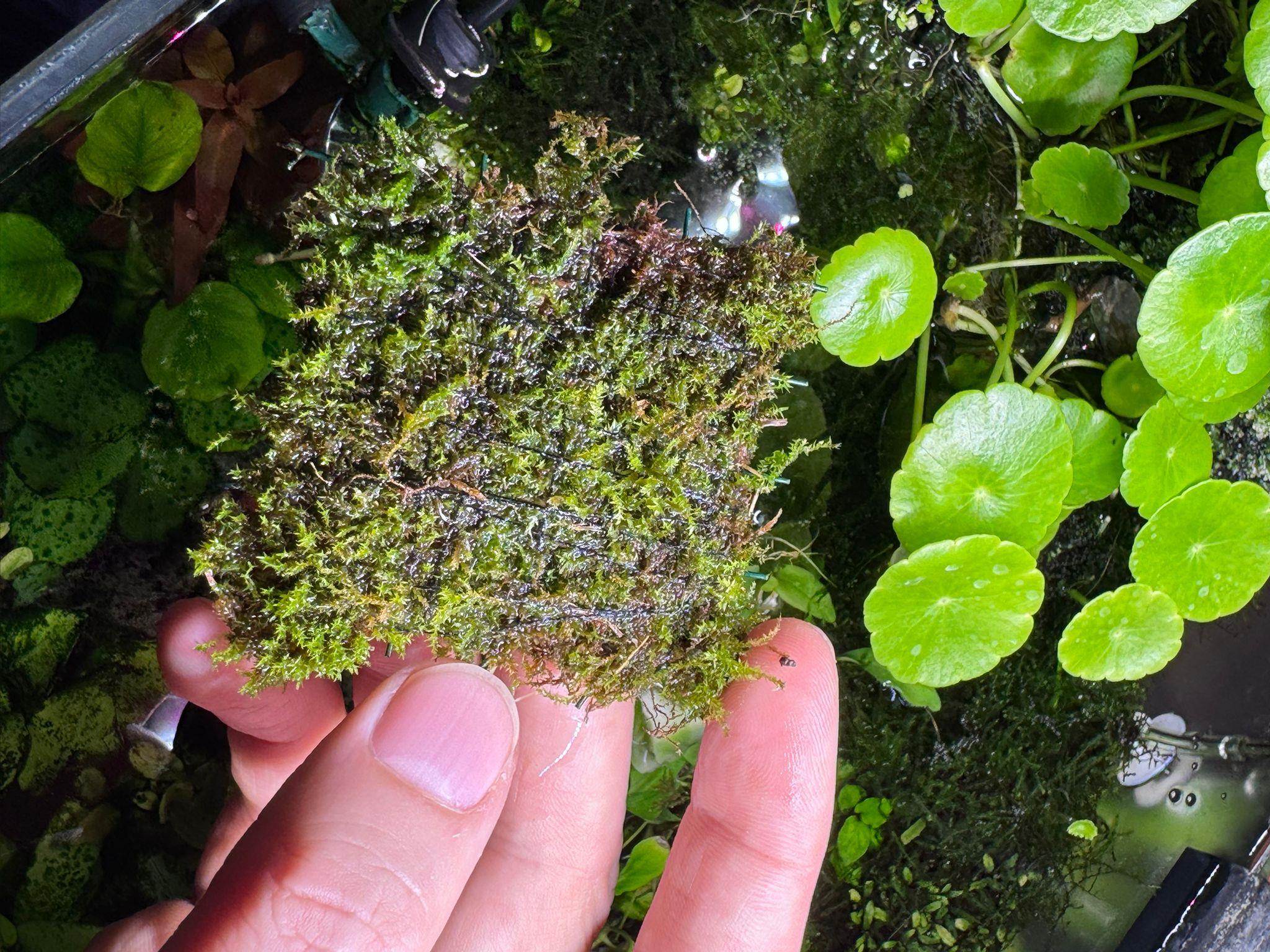 JAVA MOSS 6-6 TELE SARILIJVTL