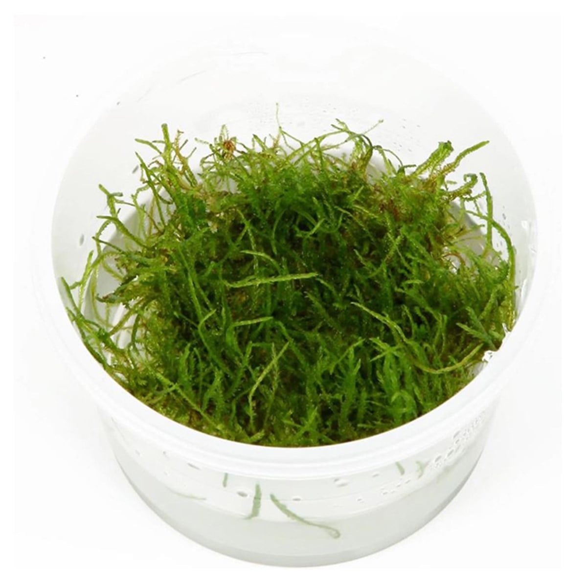 Java moss bitki-9349