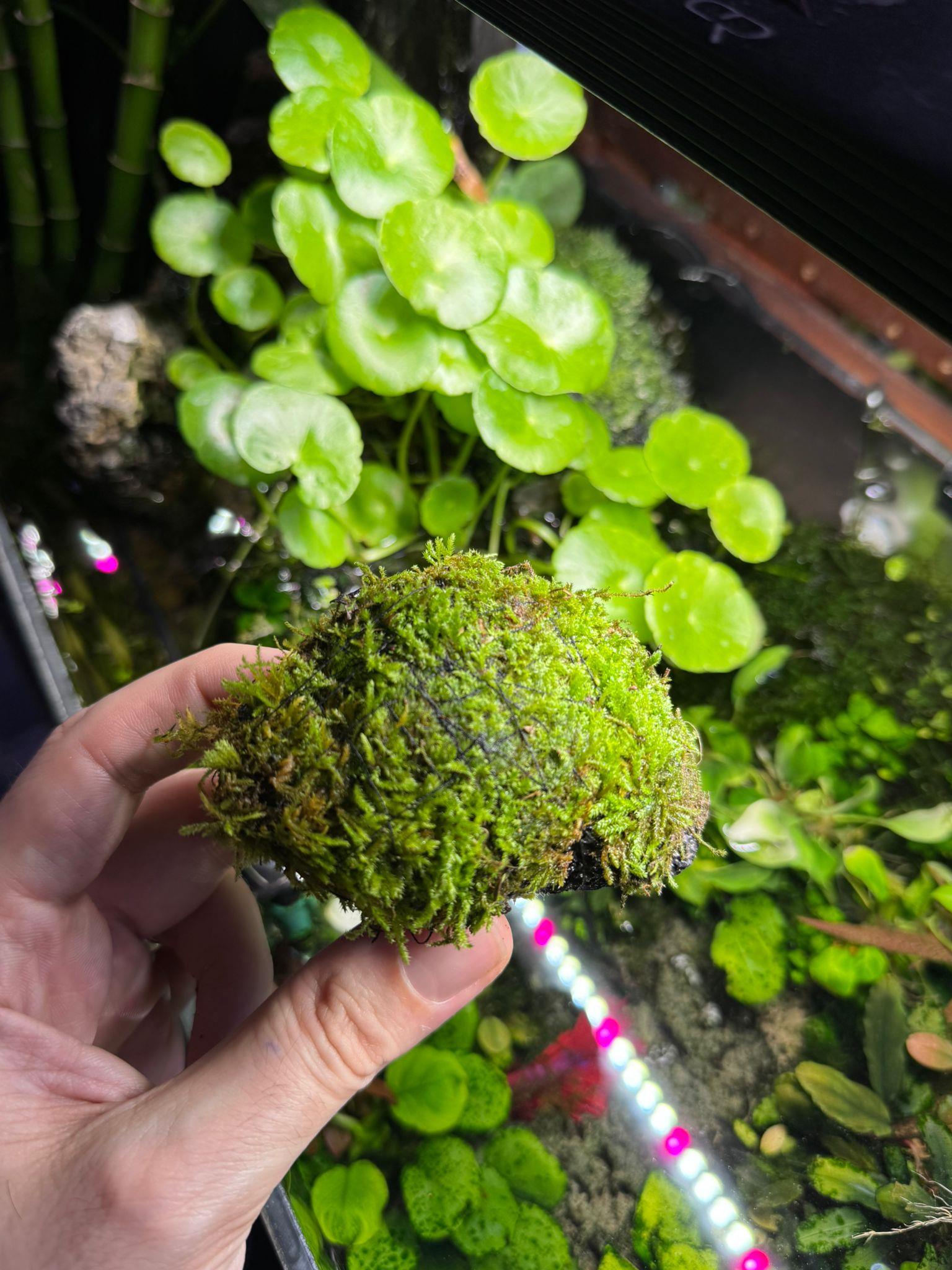 JAVA MOSS TAŞA SARILI 7-7JVTS