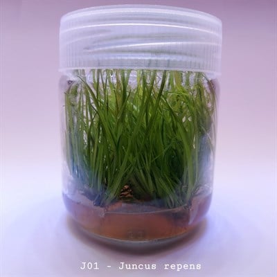 JUNCUS REPENS IN VITRO 200CC