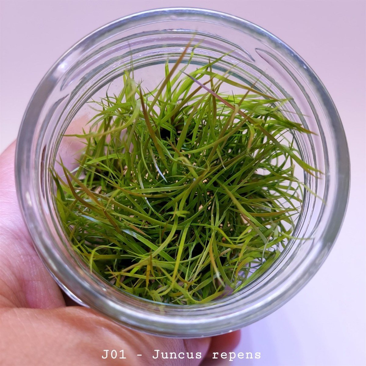 JUNCUS REPENS IN VITRO 200CCJ01