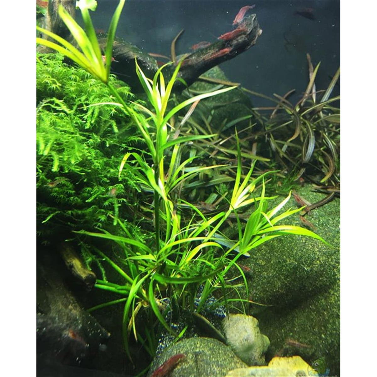 JUNCUS REPENS IN VITRO 200CCJ01