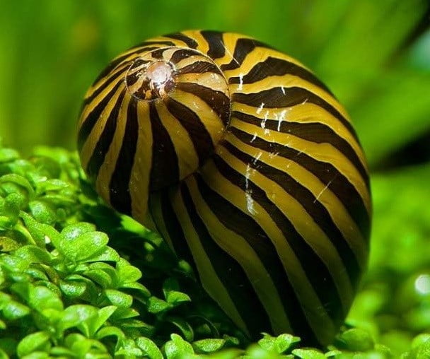 Karışık Nerite Salyangoz(Yosun Yiyici) 4 ADET STRAFORLU GÖNDERİMcanlı-89K