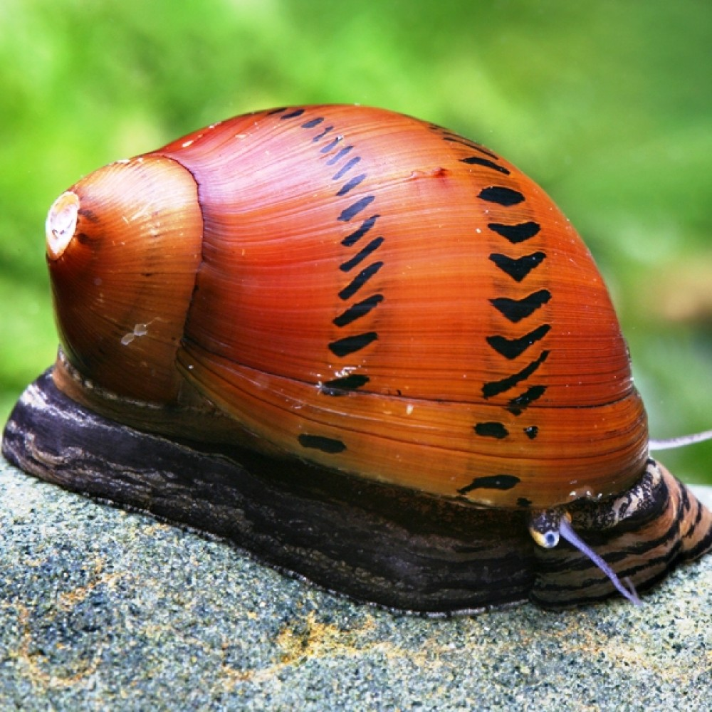 Karışık Nerite Salyangoz(Yosun Yiyici) 4 ADET STRAFORLU GÖNDERİMcanlı-89K