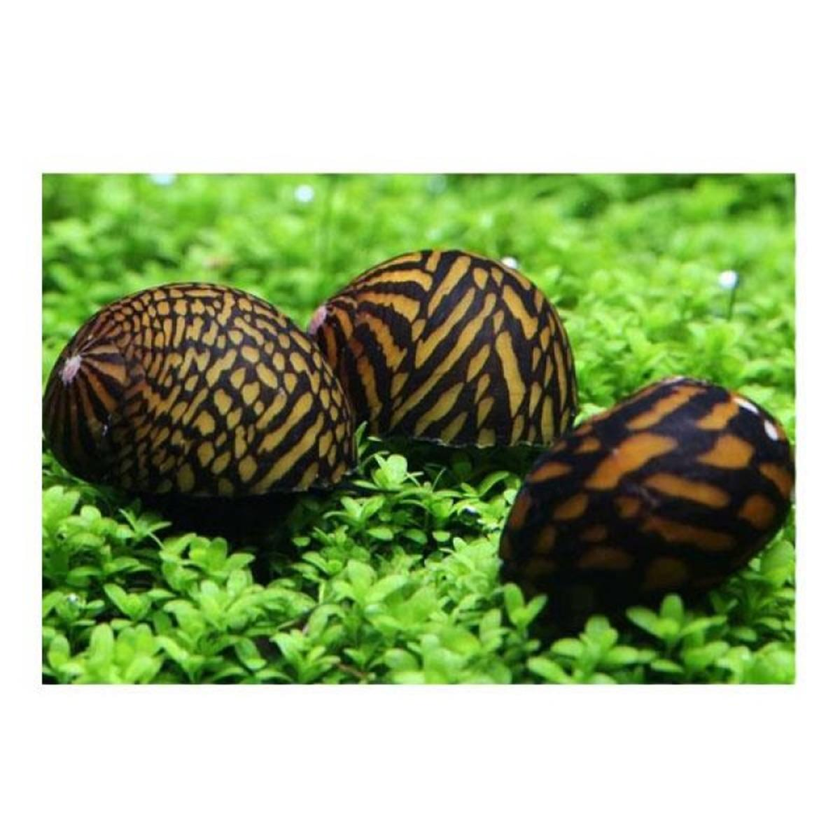 Karışık Nerite Salyangoz(Yosun Yiyici) 4 ADET STRAFORLU GÖNDERİMcanlı-89K