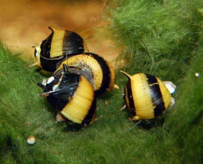 Karışık Nerite Salyangoz(Yosun Yiyici) 4 ADET STRAFORLU GÖNDERİMcanlı-89K