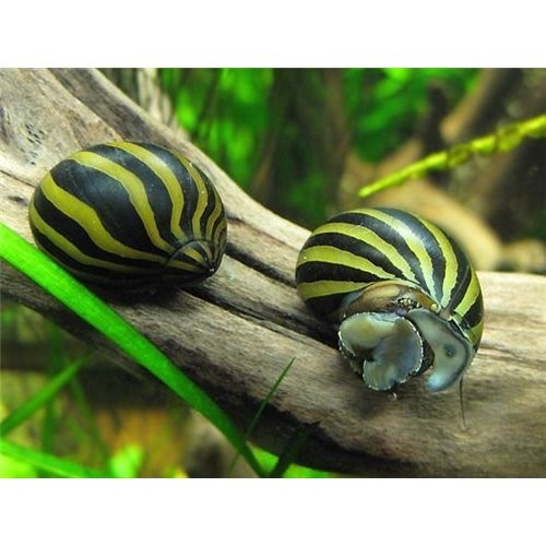 Karışık Nerite Salyangoz(Yosun Yiyici) 4 ADET STRAFORLU GÖNDERİMcanlı-89K