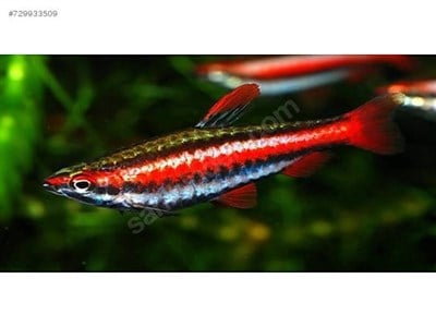 KIRMIZI KALEM TETRA BALIKLARI