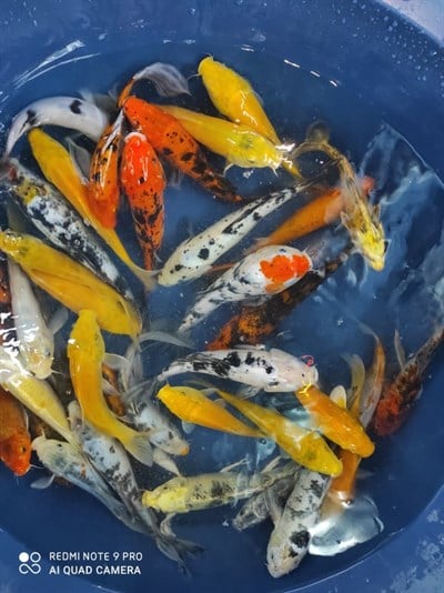 KOİ BALIKLARI