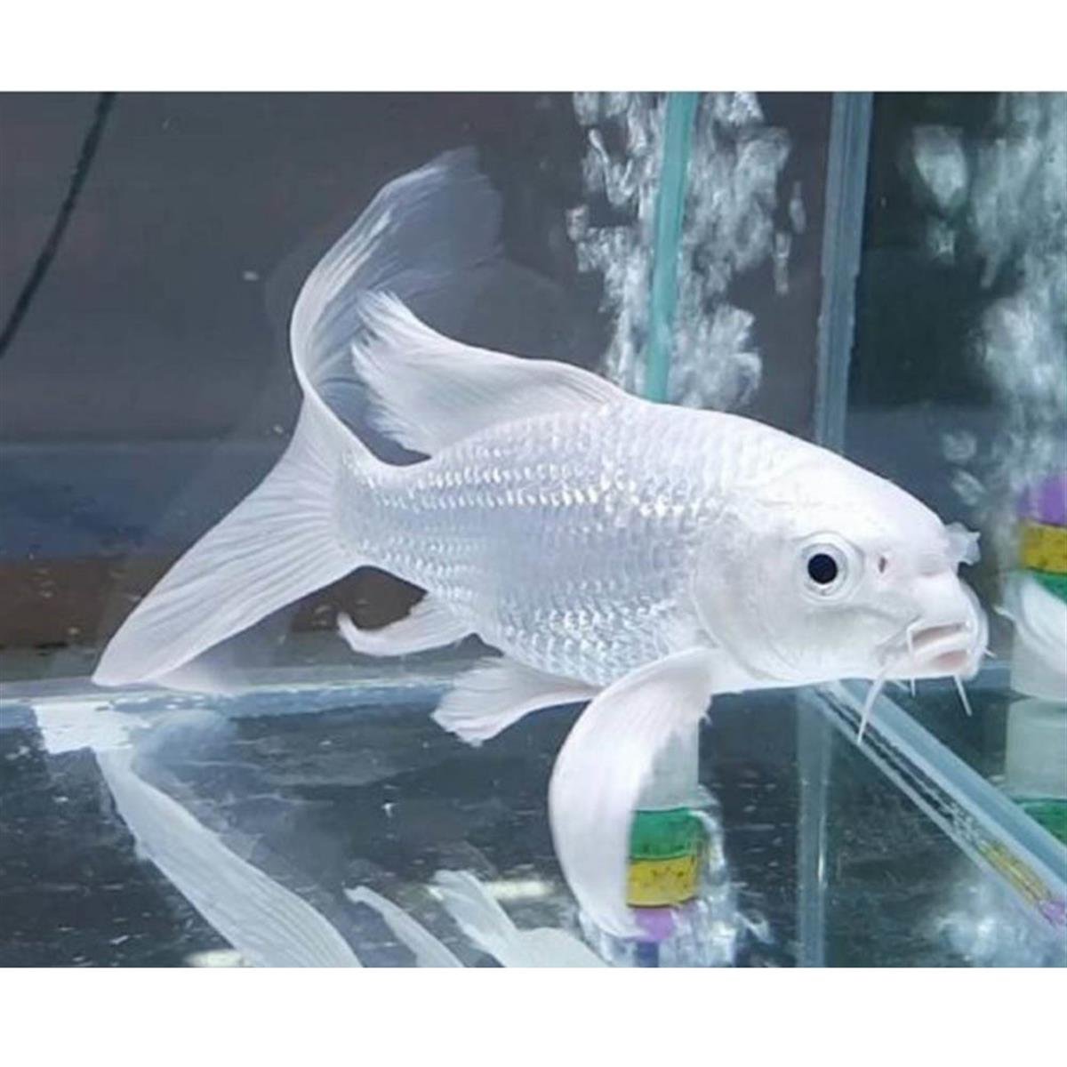 KOİ TÜL KUYRUKcanlı-395