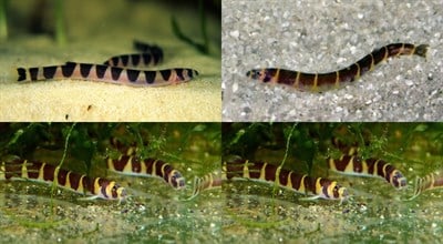 KUHLİ LOACH BALIKLARI