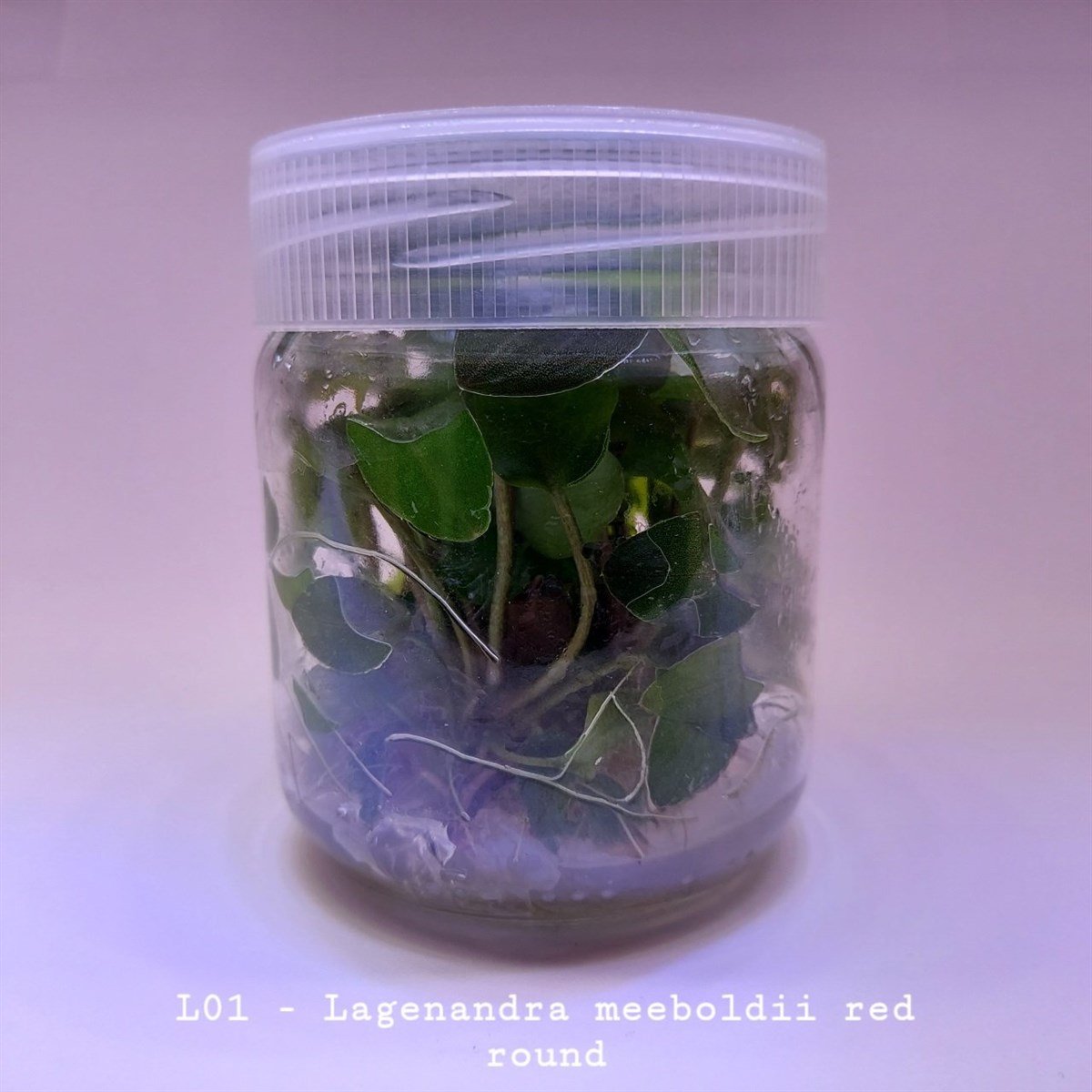 LAGENANDRA MEBOLDİİ RED ROUND IN VITRO 200 CC DEV KAVANOZL01