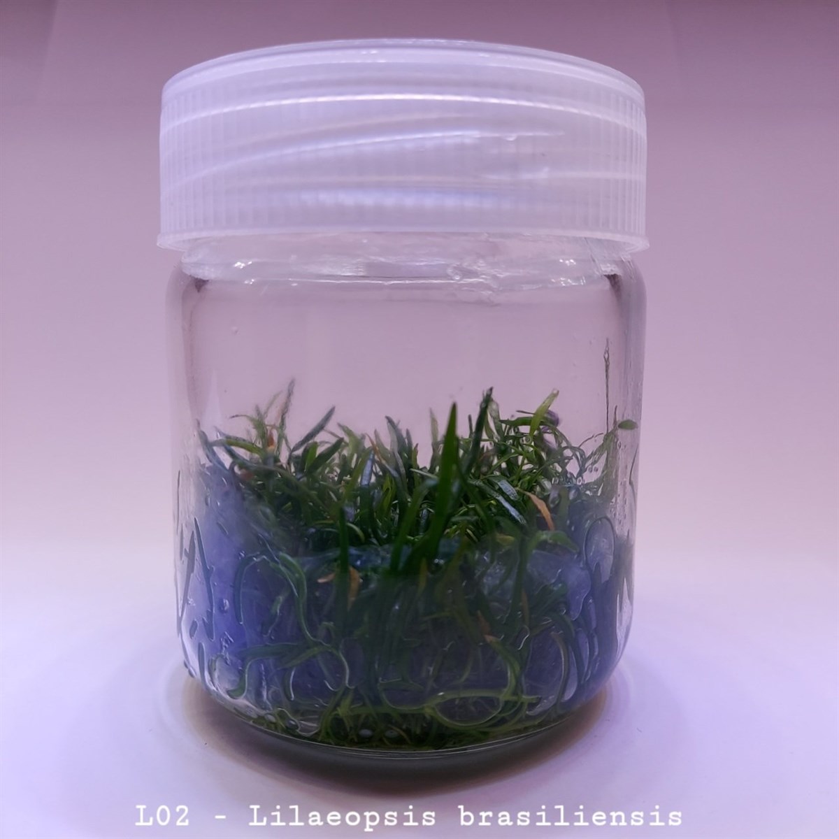 LİLAEOPSİS BRASİLİENSİS IN VITRO 200 CC DEV KAVANOZL02