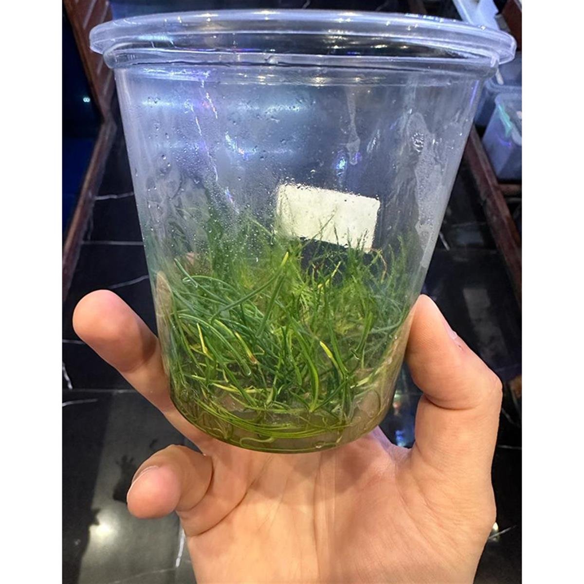 LİLAEOPSİS BRASİLİENSİS IN VITRO 500 CC BÜYÜK PORSİON CREAQUAL02CRB