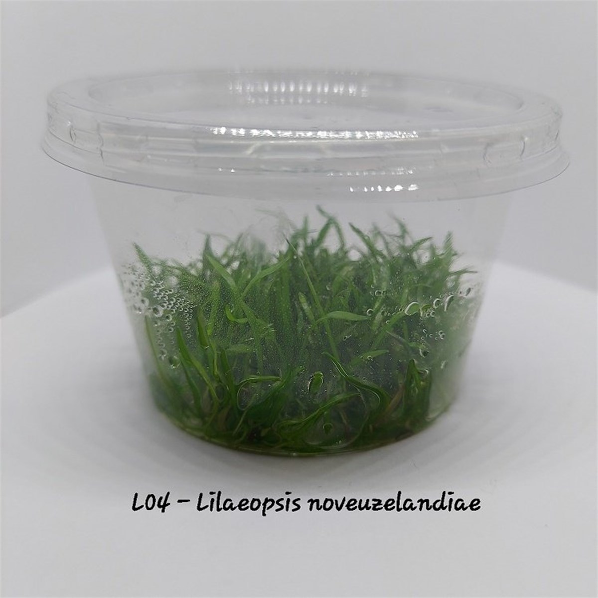 LİLAEOPSİS NOVAEZELANDİAE IN VITRO 100 CC CUPL04-1
