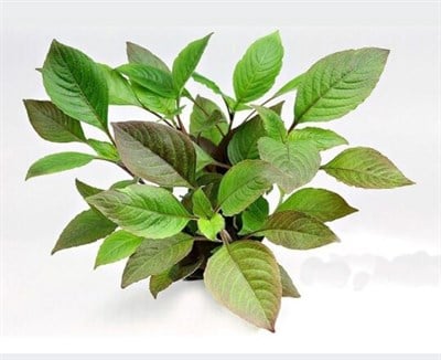 Limon yeşil