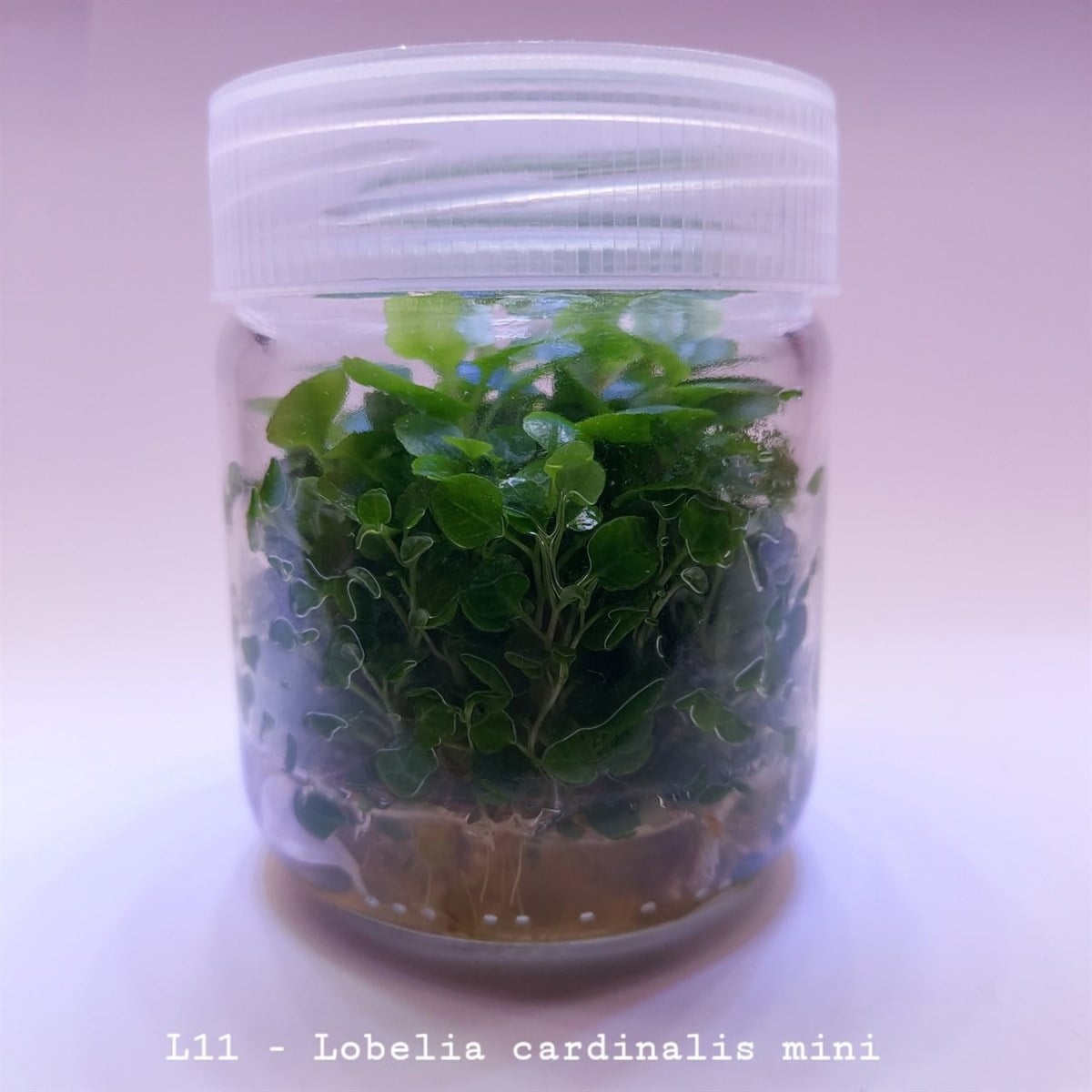 LOBELİA CARDİNALİS MİNİ IN VITRO 200 CC DEV KAVANOZL11
