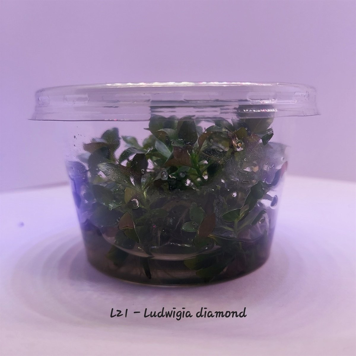 LUDWİGİA DİAMOND IN VITRO 100 CC CUPL21-1