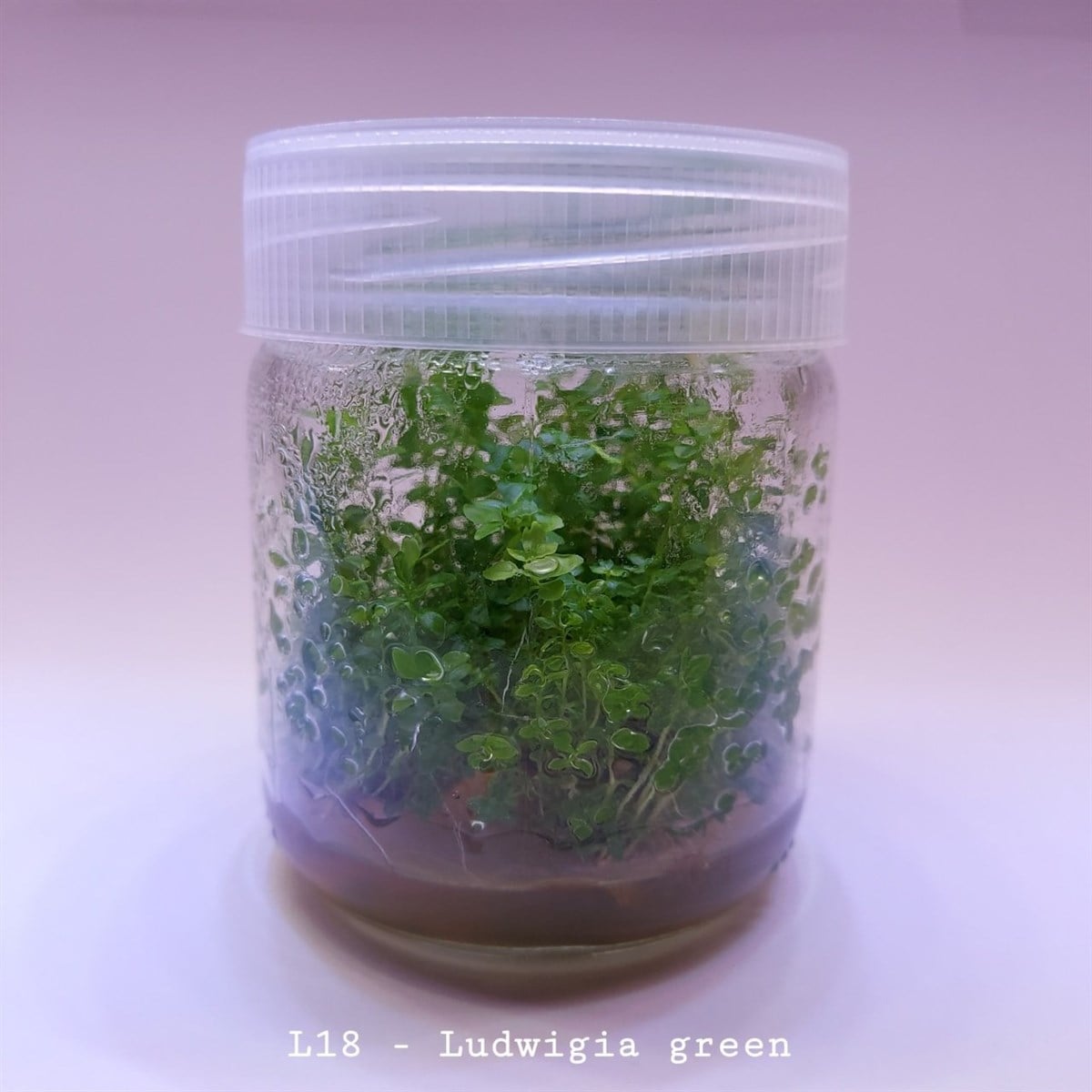 LUDWİGİA GREEN IN VITRO 200 CC DEV KAVANOZL18