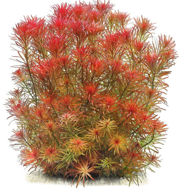 LUDWİGİA INCLİNATA VAR. VERTİCİLLATA  META  BUKETL53