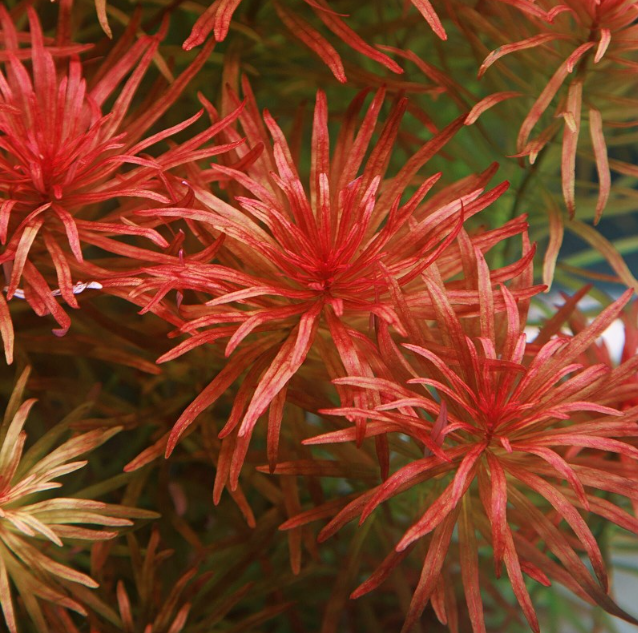 LUDWİGİA INCLİNATA VAR. VERTİCİLLATA  META  BUKETL53