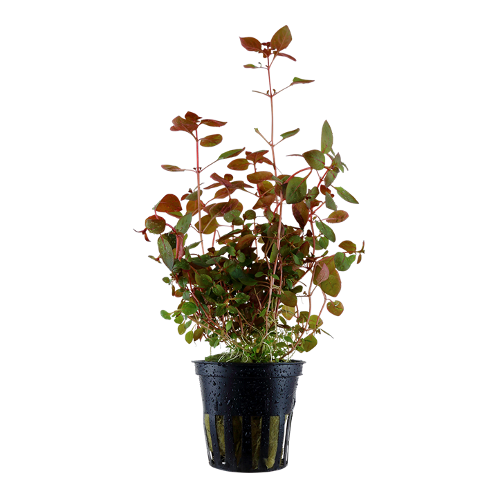 LUDWİGİA PALUSTRİS  SUPER RED  SAKSI-TROPİCA035B