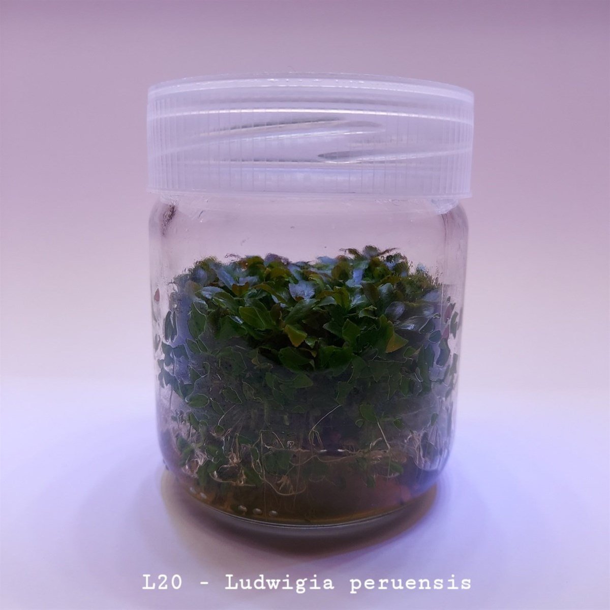 LUDWİGİA PERUENSİS IN VITRO 200 CC DEV KAVANOZL20