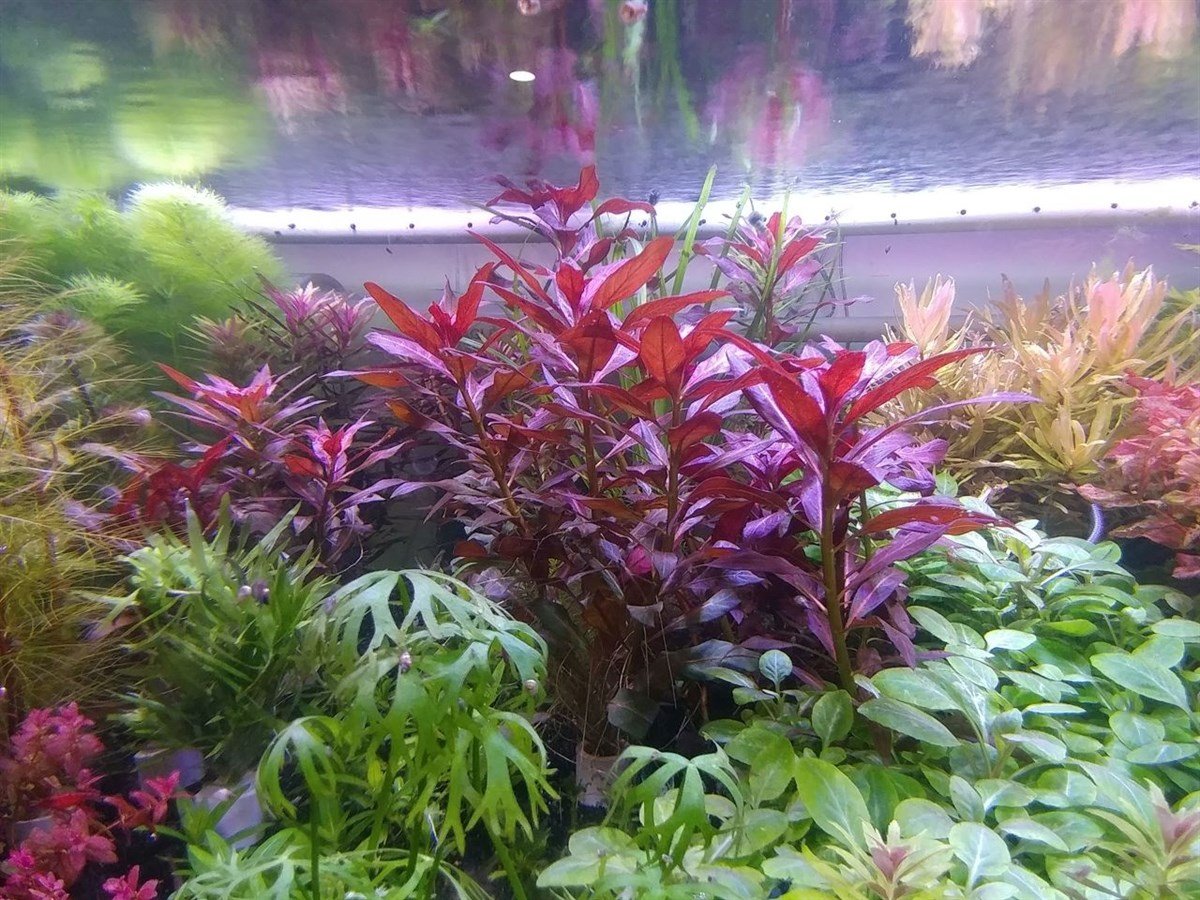 LUDWİGİA PERUENSİS IN VITRO 200 CC DEV KAVANOZL20