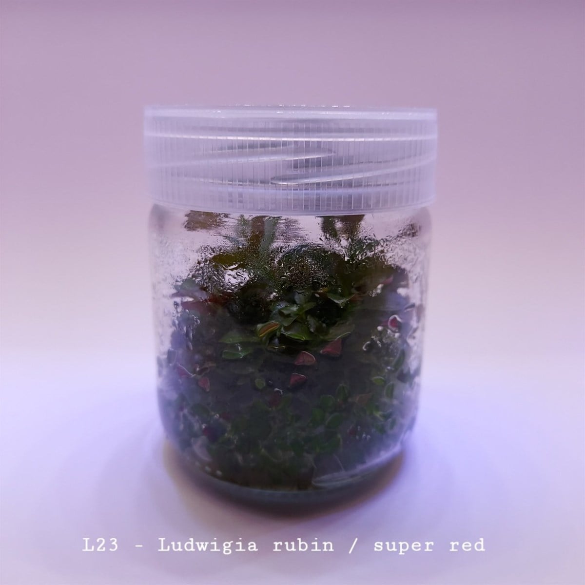LUDWİGİA RUBİN  IN VITRO 200 CC DEV KAVANOZL23