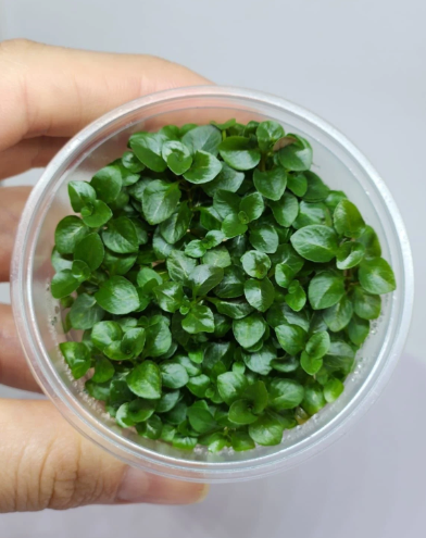LUDWİGİA RUBİN VARIEGATED IN VITRO 200 CC DEV KAVANOZL35