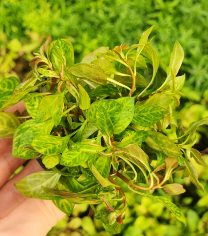 LUDWİGİA RUBİN VARIEGATED IN VITRO 200 CC DEV KAVANOZL35