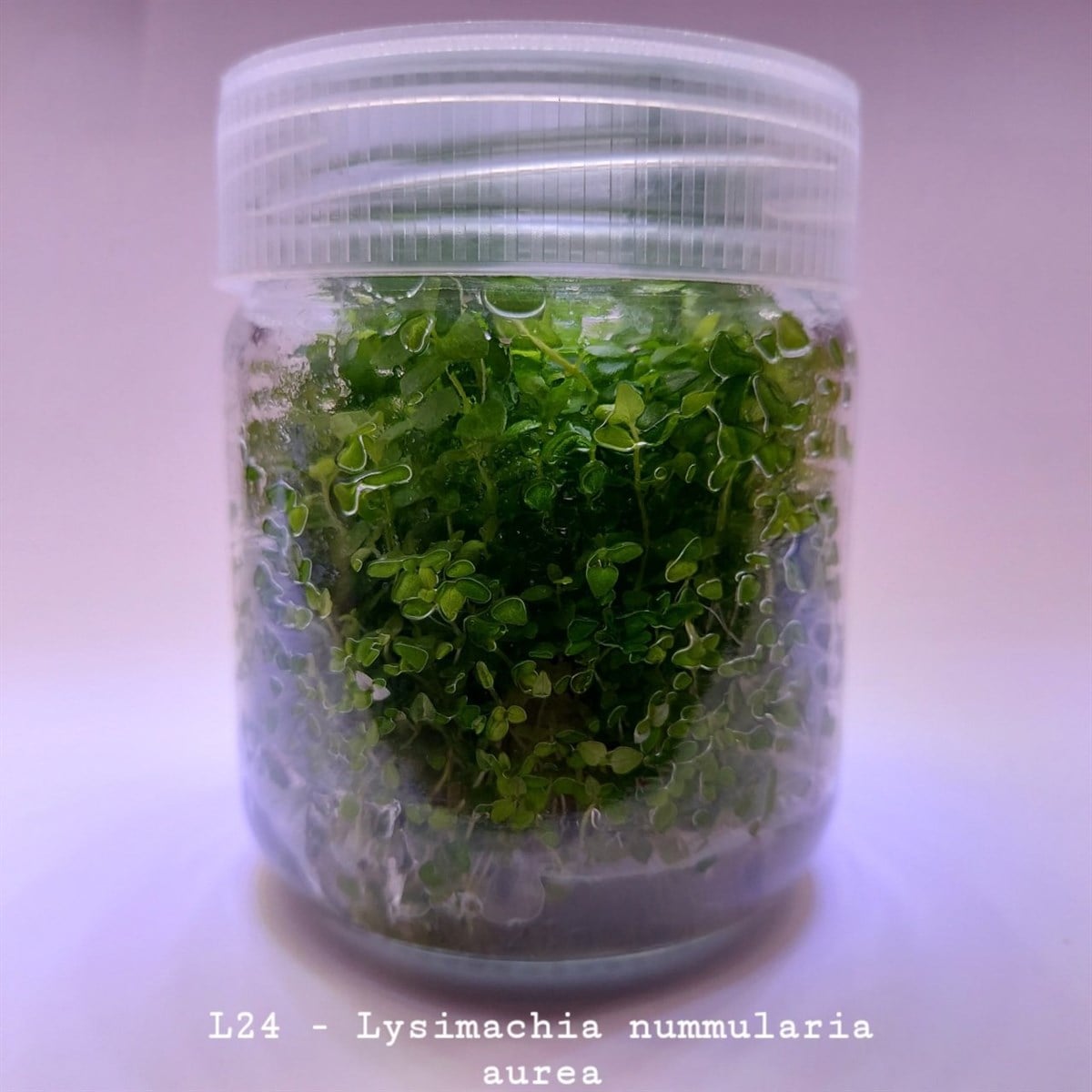 LYSİMACHİA NUMMULARİA AUREA  IN VITRO 200 CC DEV KAVANOZL24