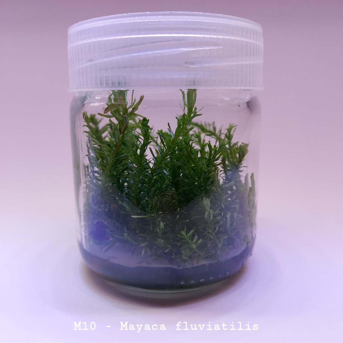 MAYACA FLUVİATİLİS IN VITRO 200 CC DEV KAVANOZM10