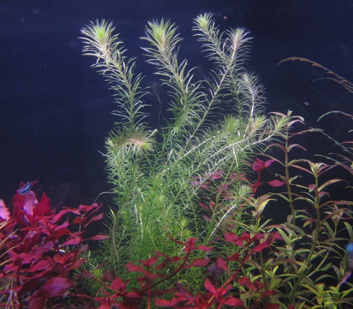 MAYACA FLUVİATİLİS IN VITRO 200 CC DEV KAVANOZM10