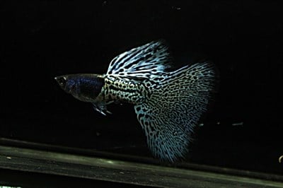 Metal Blue Grass Lepistes