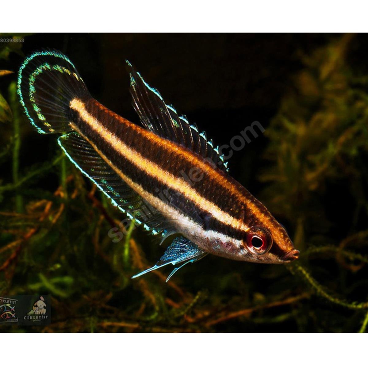 MEYAN KÖKÜ GURAMİcanlı-260