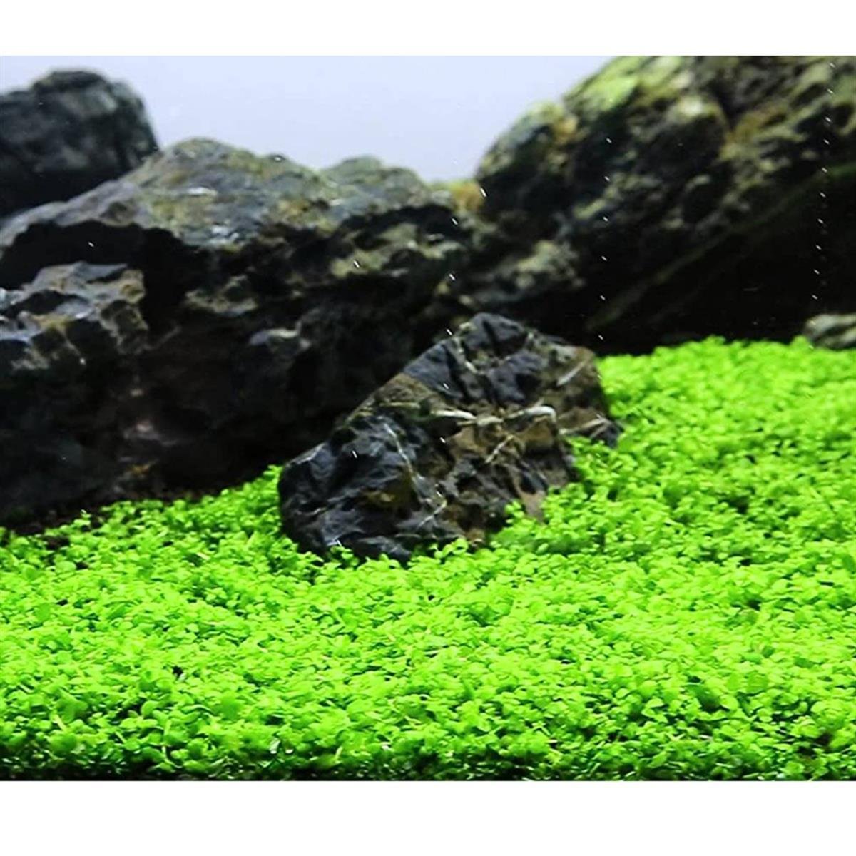 MİCRANTHEMUM MONTE CARLO  IN VITRO 200 CC DEV KAVANOZM02