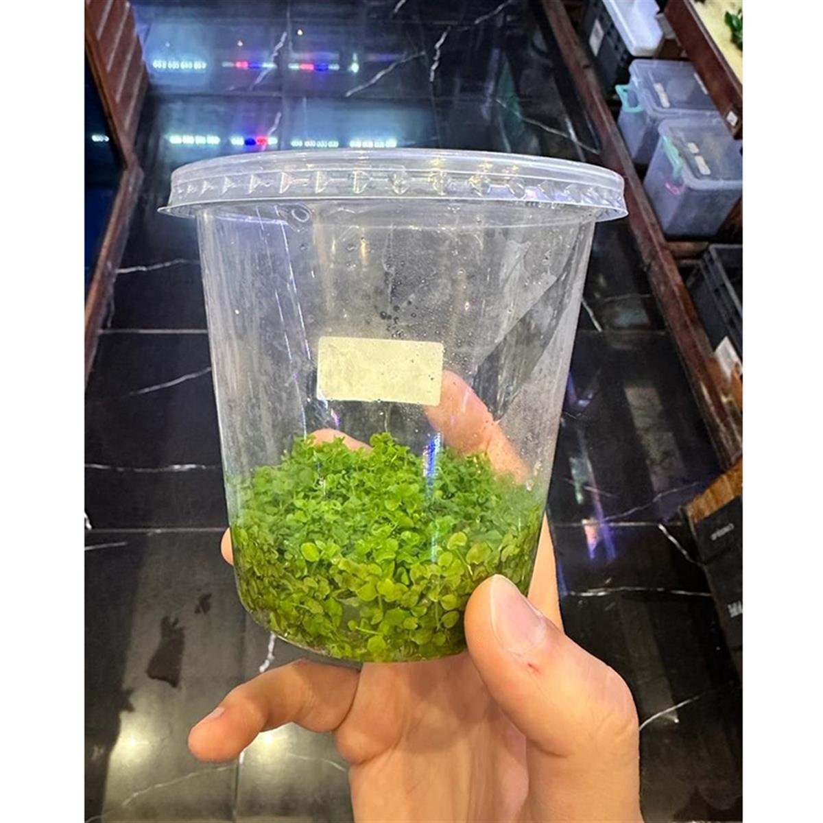 MİCRANTHEMUM MONTE CARLO  IN VITRO 500 CC BÜYÜK PORSİYONM02CRB