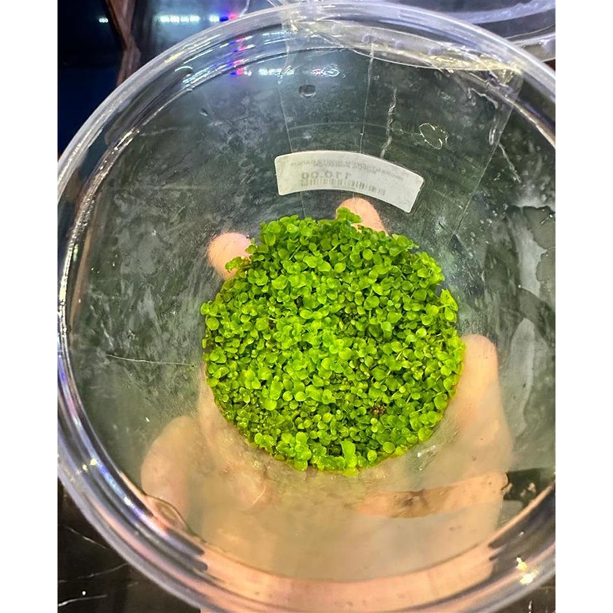 MİCRANTHEMUM MONTE CARLO  IN VITRO 500 CC BÜYÜK PORSİYONM02CRB