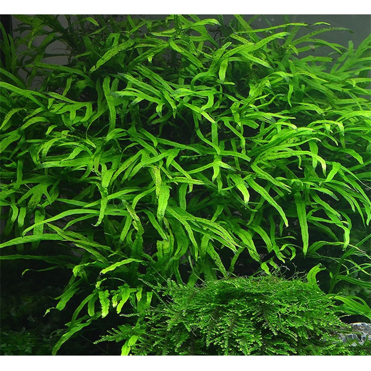 Microsorium Pteropus Trident3181