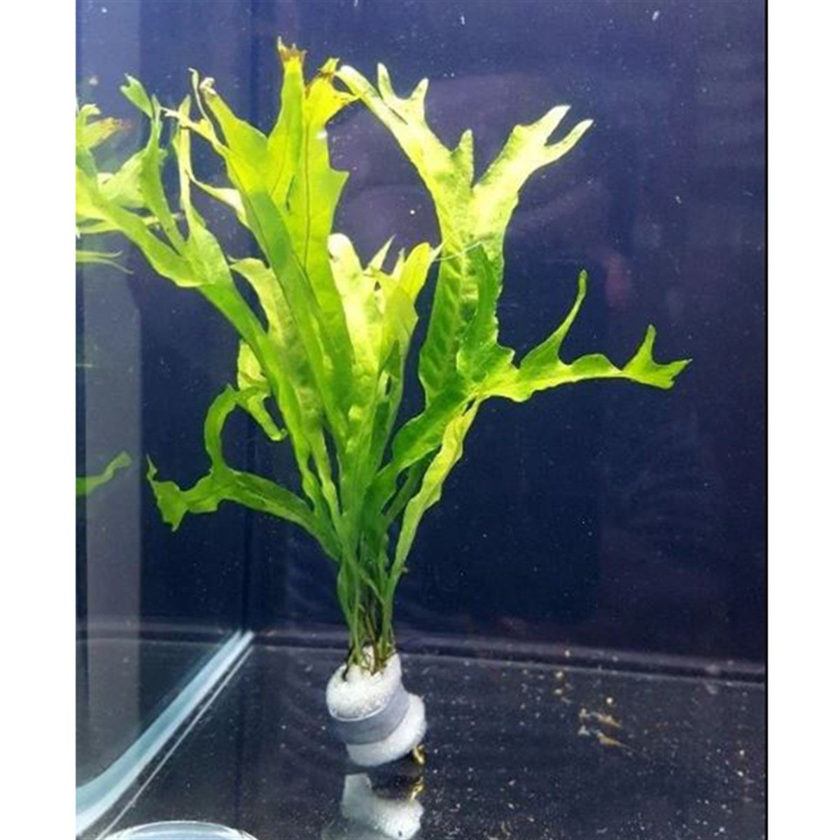 MİCROSORUM PTEROPUS  GİGANTEUSSP1180