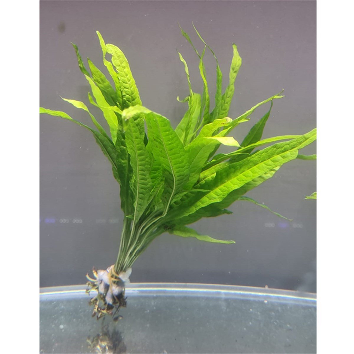 MİCROSORUM PTEROPUS  NARROW LEAFSP1179A